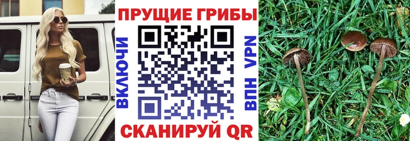 Галлюциногенные грибы Psilocybine cubensis  Купить закладки  Кочубеевское 